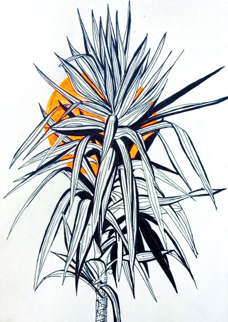 Dessin de yukka