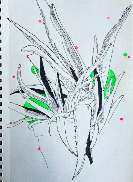 Aloe verra au stylo noir et aquarelle fluo