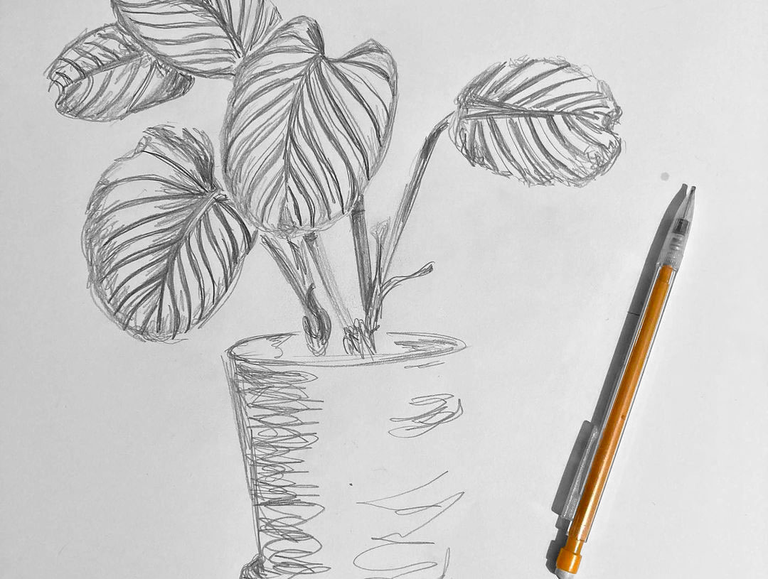 Calathea réalisée au crayon à papier