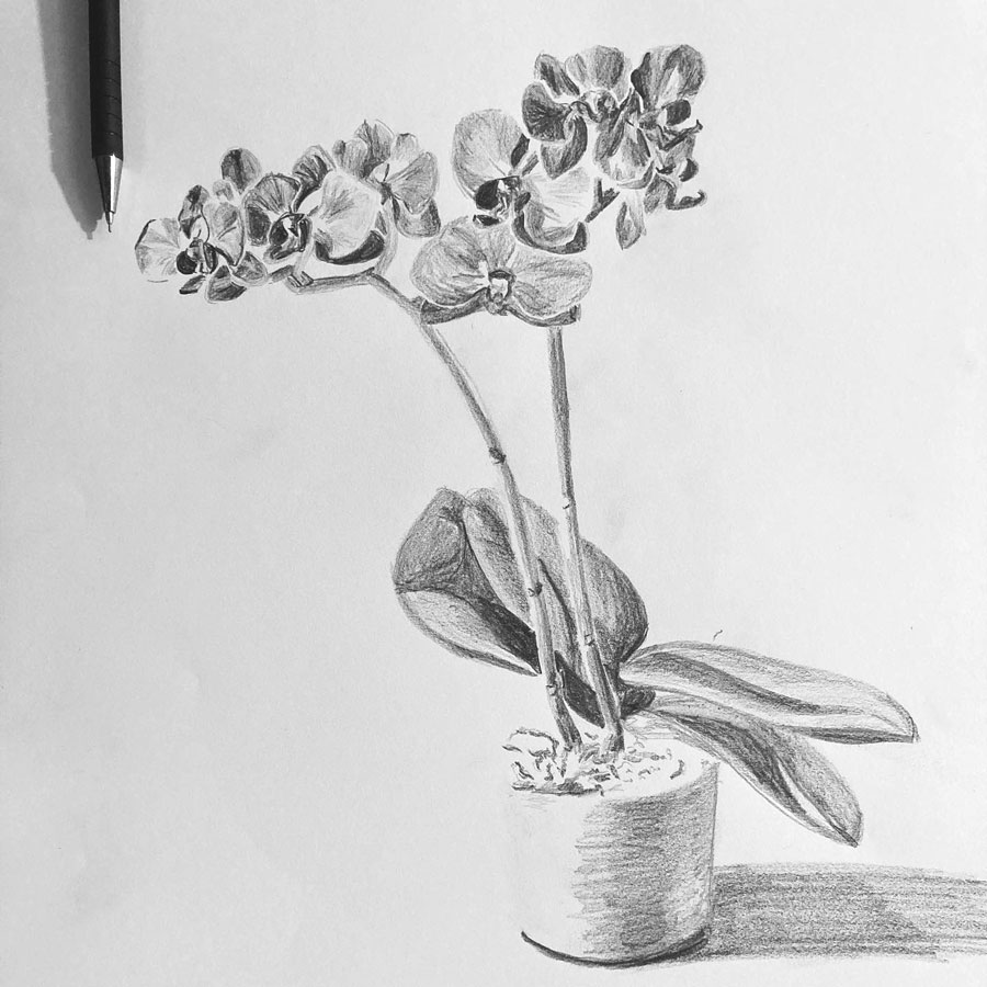 Orchidée réalisée au crayon à papier