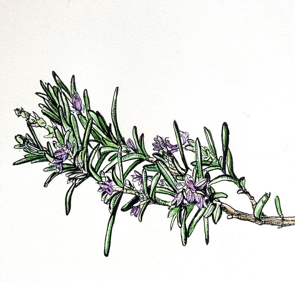 Dessin de romarin au stylo noir et aquarelle