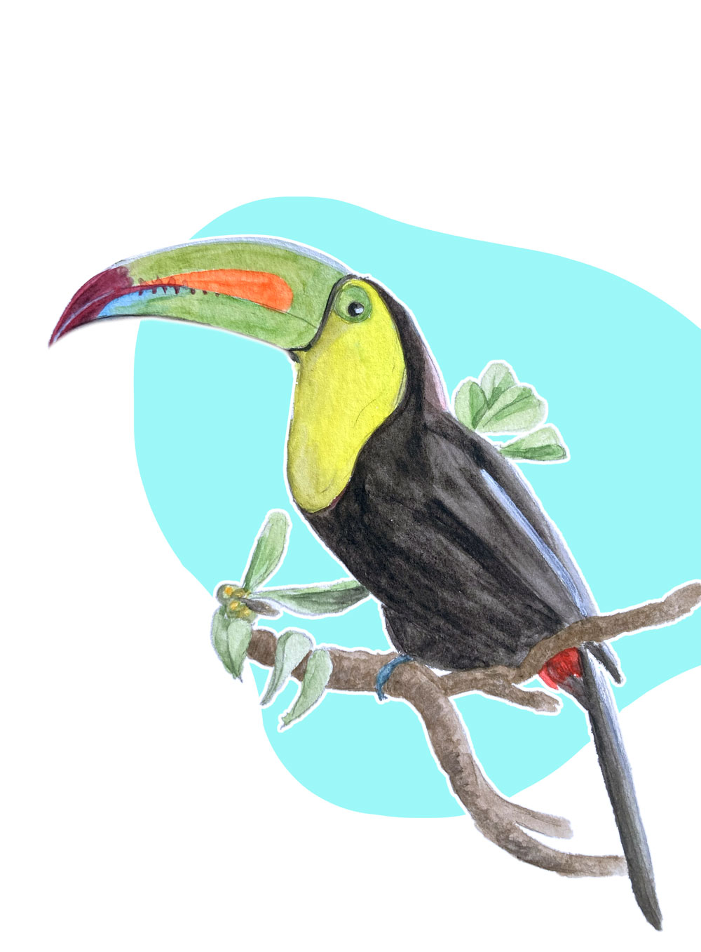 Toucan
