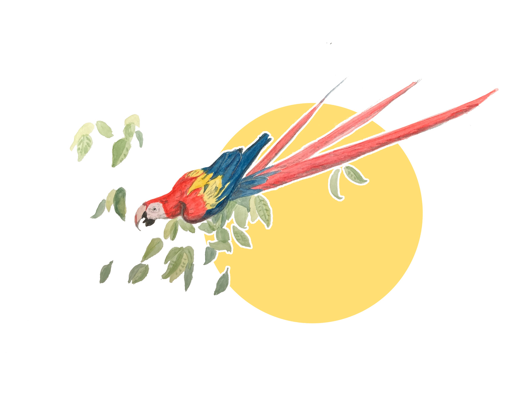 Ara