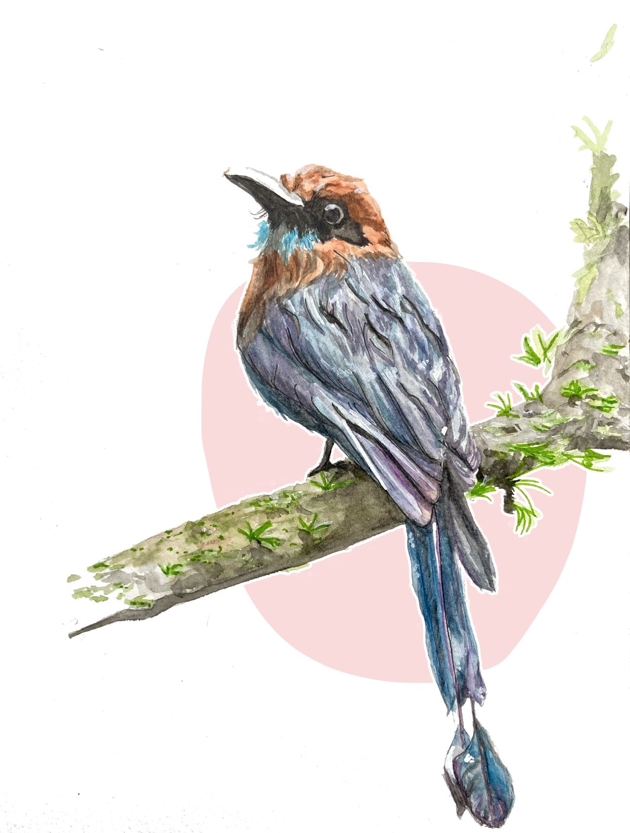 Motmot