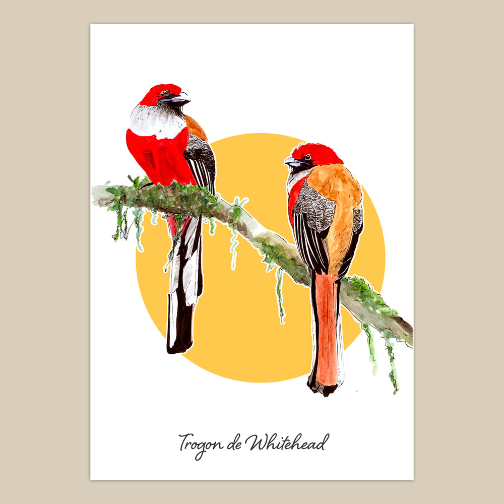 Trogon de Whitehead