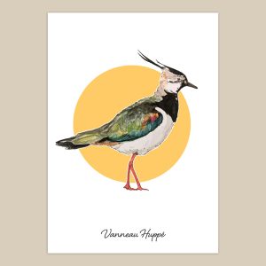 Vanneau Huppé